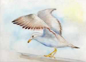 Gulls gotta FLY